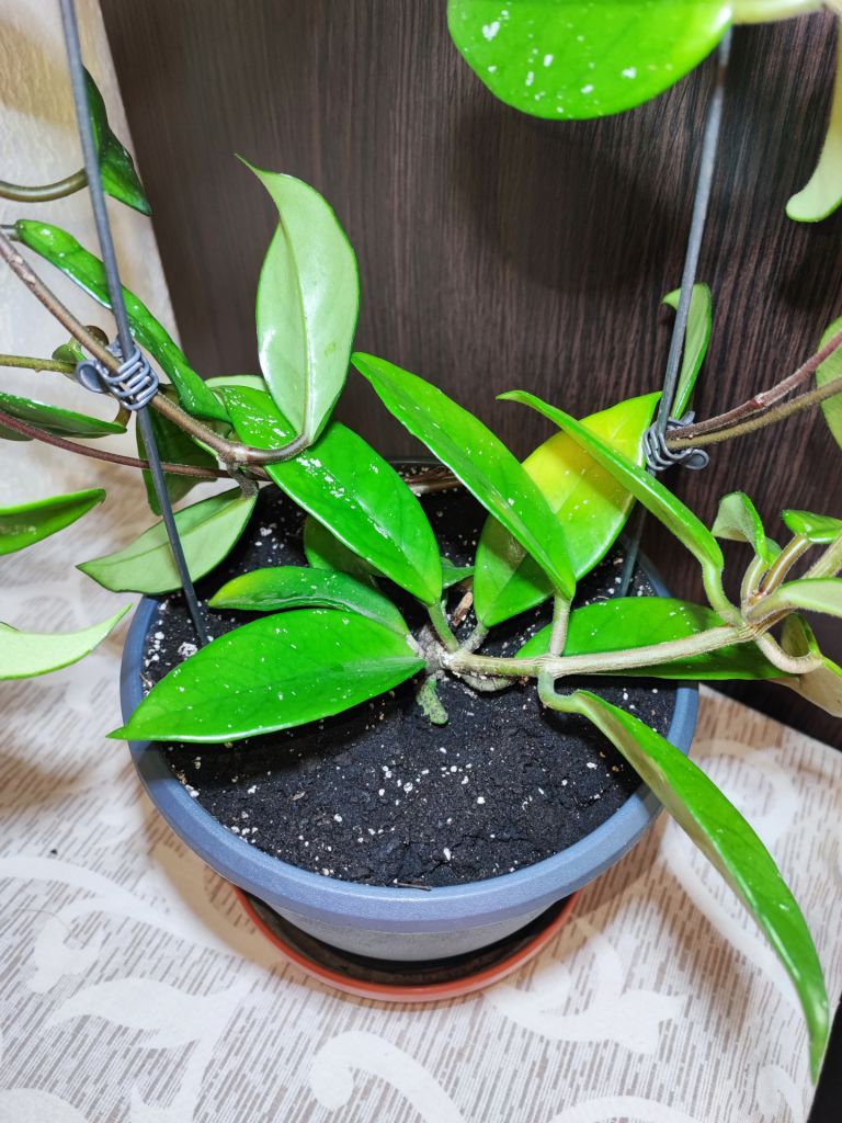Хойя карноза   (hoya carnosa) - фото фото фото 3