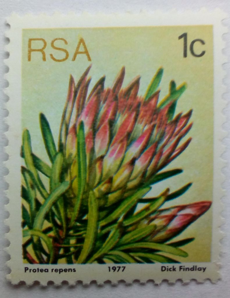 ЮАР 1977 Цветы, флора, 1с., MNH - фото фото фото 0