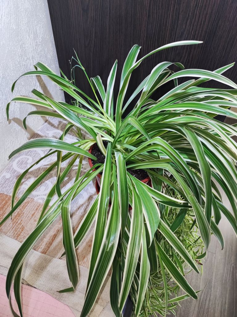 Хлорофітум Чубатий Оушен  (chlorophytum comosum ocean) - фото фото фото 1
