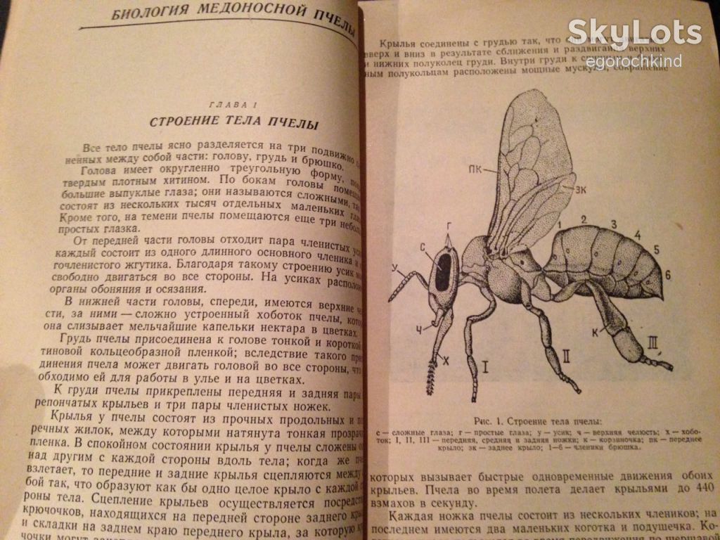 книга: ПЧЕЛА И ЗДОРОВЬЕ ЧЕЛОВЕКА 1962г. - фото фото фото 2
