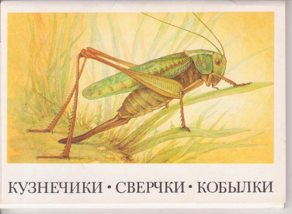 Кузнечики. Сверчки. Кобылки. - фото фото фото 0
