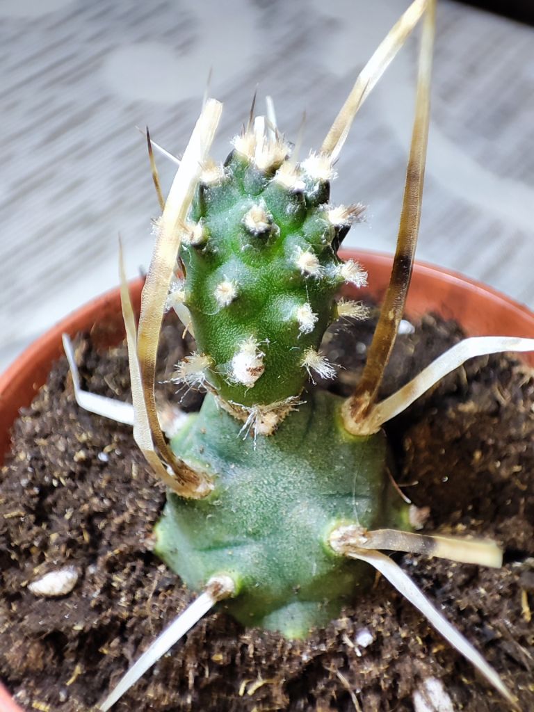 Тефрокактус артикулатус  (tephrocactus articulatus) - фото фото фото 1