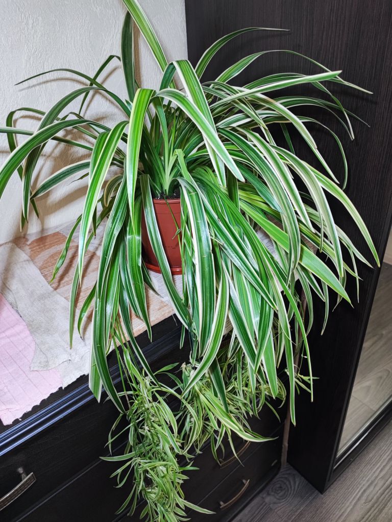 Хлорофітум Чубатий Оушен  (chlorophytum comosum ocean) - фото фото фото 1