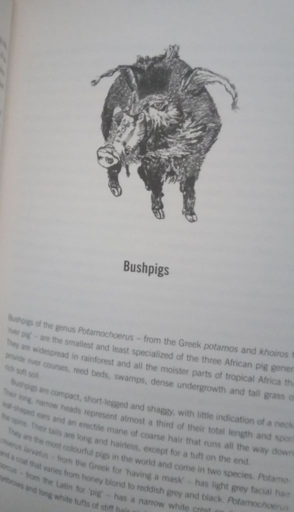 Whole Hog The Lyall  Watson English на Английском книга - фото фото фото 1