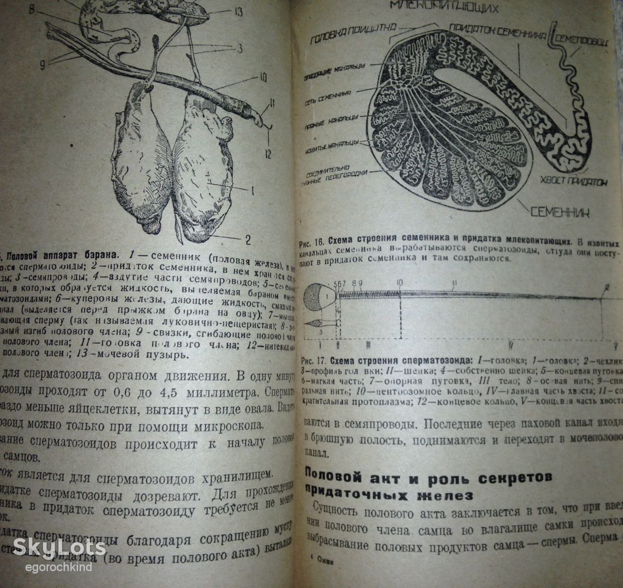 книга: ИСКУССТВЕННОЕ ОСЕМЕНЕНИЕ ОВЕЦ В КОЛХОЗАХ 1934г. - фото фото фото 5