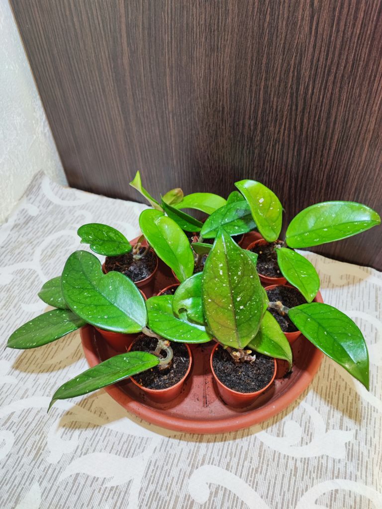 Хойя карноза     (hoya carnosa) - фото фото фото 2