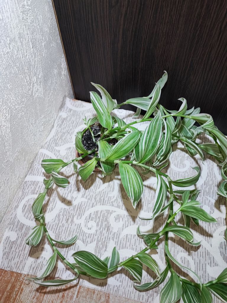 Традесканція Альбовітата      (tradescantia fluminensis albovittata) - фото фото фото 4