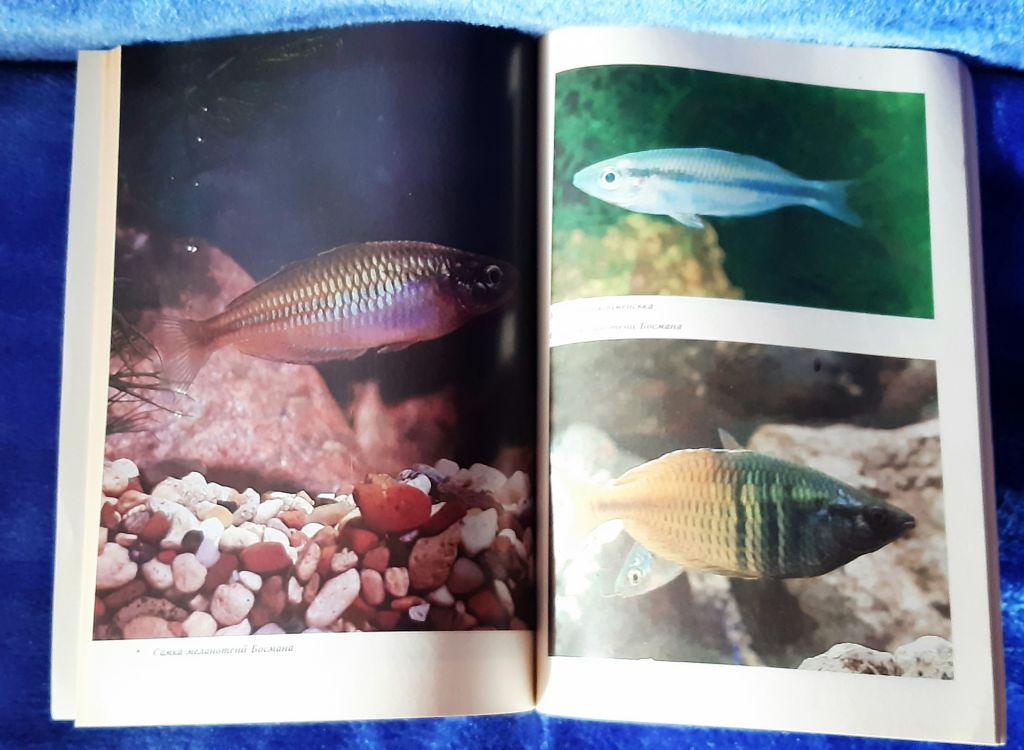 Книга акваріумістика Райдужні рибки, Київ, 1993р. - фото фото фото 4