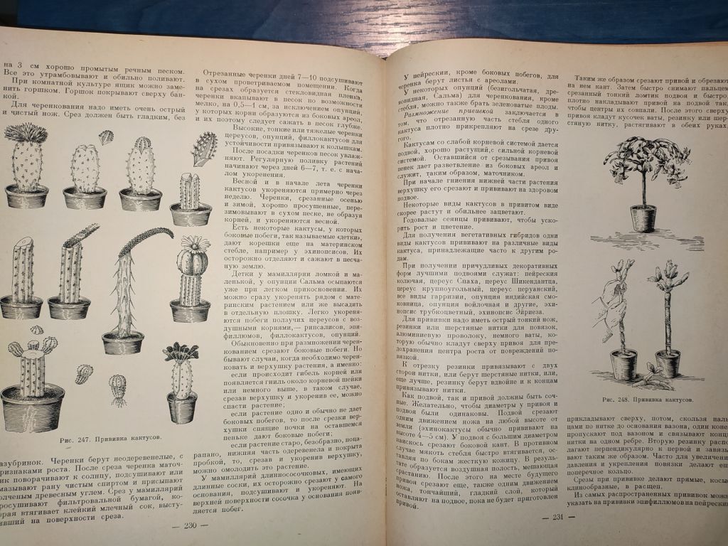 книга: КОМНАТНОЕ САДОВОДСТВО 1956г. - фото фото фото 13