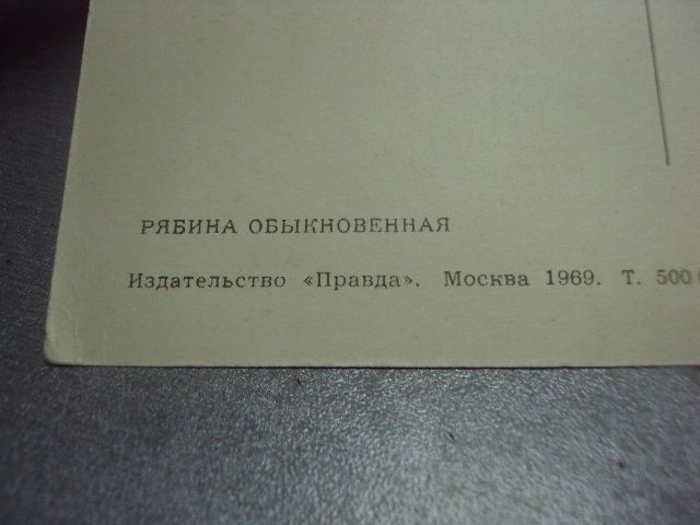открытка рябина обыкновенная 1969 №4446 - фото фото фото 5