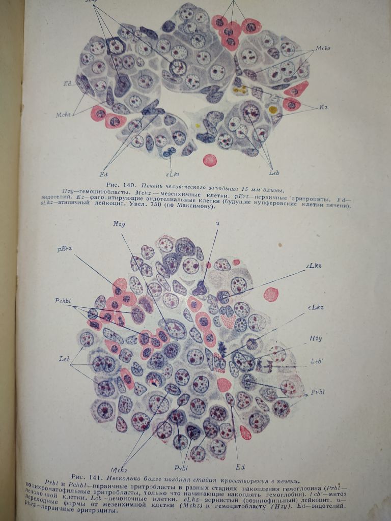 книга: ОСНОВЫ ГИСТОЛОГИИ И ГИСТОГЕНЕЗА ЧЕЛОВЕКА. Часть I. 1931г. - фото фото фото 4