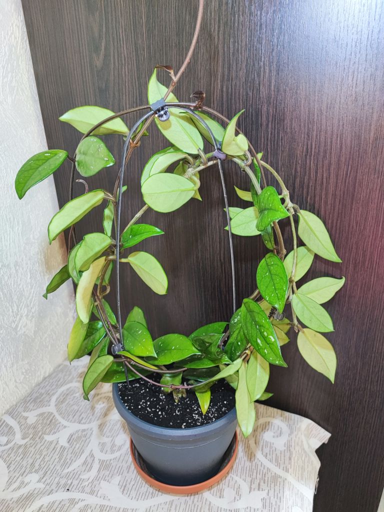 Хойя карноза   (hoya carnosa) - фото фото фото 0