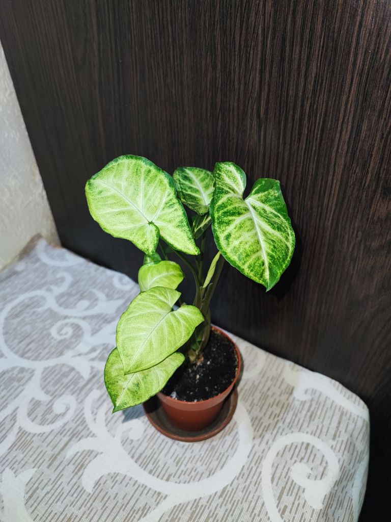 Сингоніум ніжколистий  (syngonium podophyllum) - фото фото фото 2