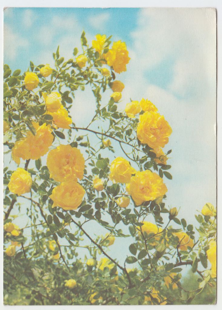 Роза персидская 1977 Френкель Цветы P11 - фото фото фото 0
