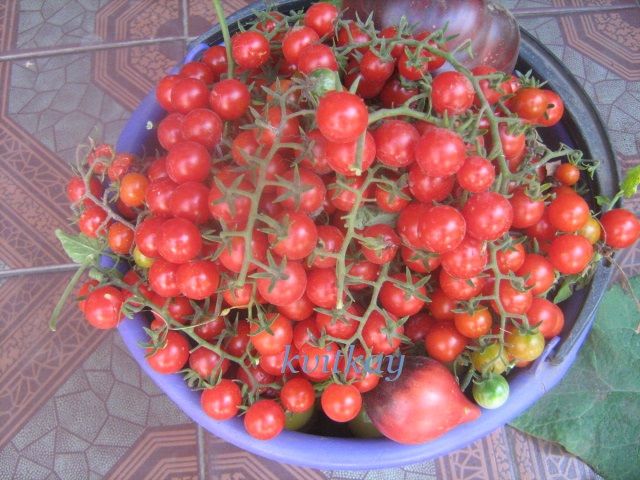 Насiння томату Iva`s Red Berry - фото фото фото 2