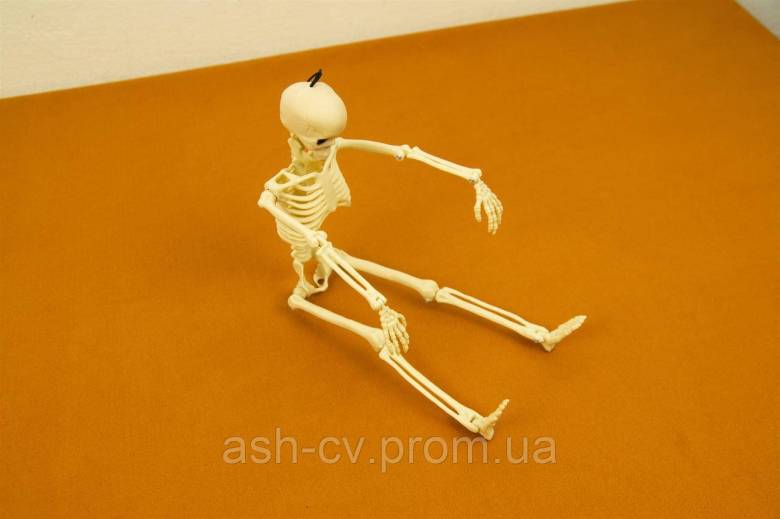 Скелет, 40 см, декорація, Halloween, Хелловін - фото фото фото 5