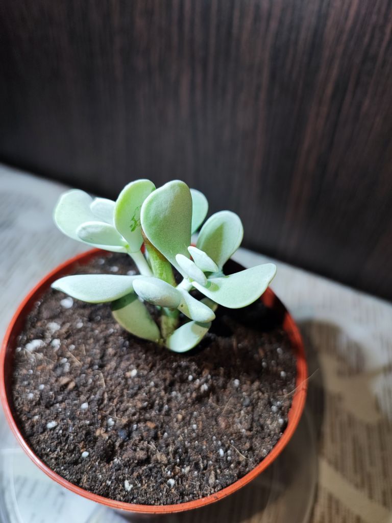 Котиледон орбікулата   (cotyledon orbiculata) - фото фото фото 1