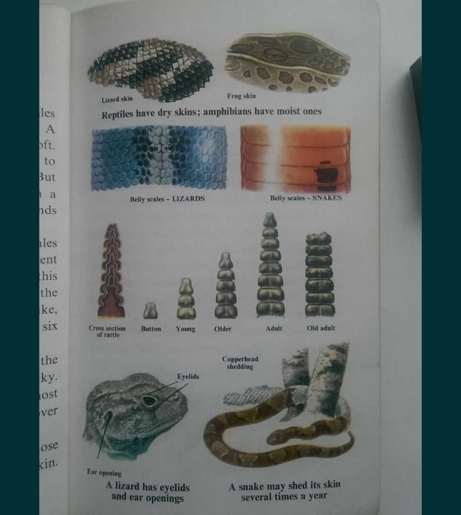 Snakes and other reptiles - На Английском English книга - фото фото фото 1