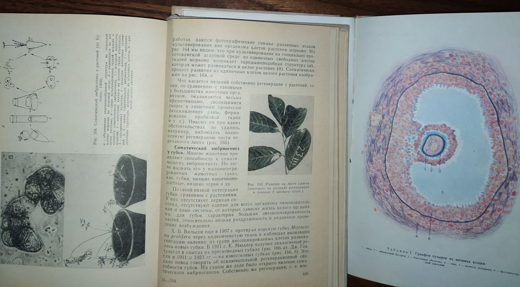 книги: ОБЩАЯ ЭМБРИОЛОГИЯ 1970. ГИСТОЛОГИЯ С ОСНОВАМИ ЭМБРИОЛОГИИ. V-е изд. 1973 - фото фото фото 10
