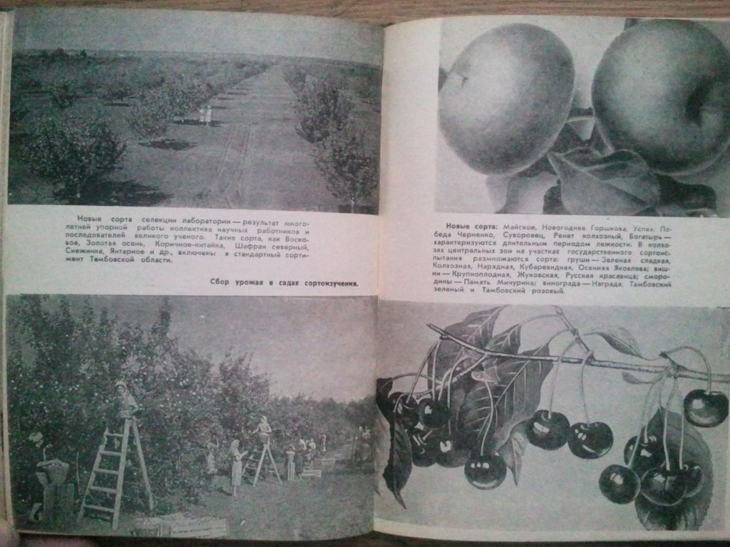 В садах и лабораториях Мичуринска. 1961г. - фото фото фото 6