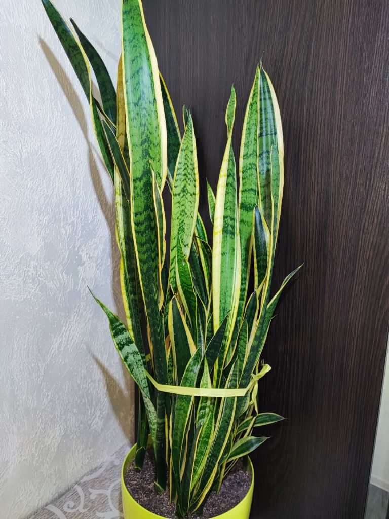 Сансевієрія     (sansevieria trafasciata laurentii) - фото фото фото 0