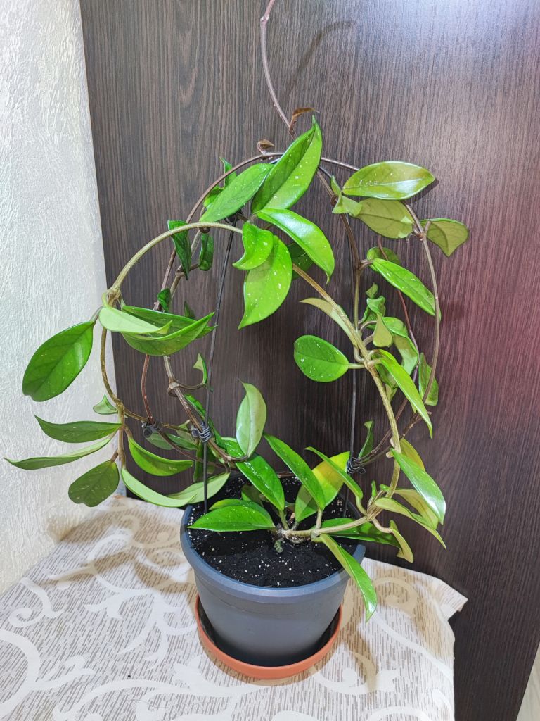 Хойя карноза   (hoya carnosa) - фото фото фото 4