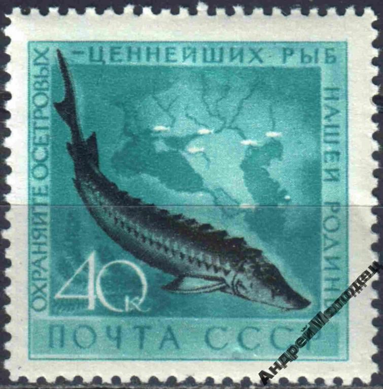 1959. 40 коп. Рыбы. Осетр. MNH. - фото фото фото 0