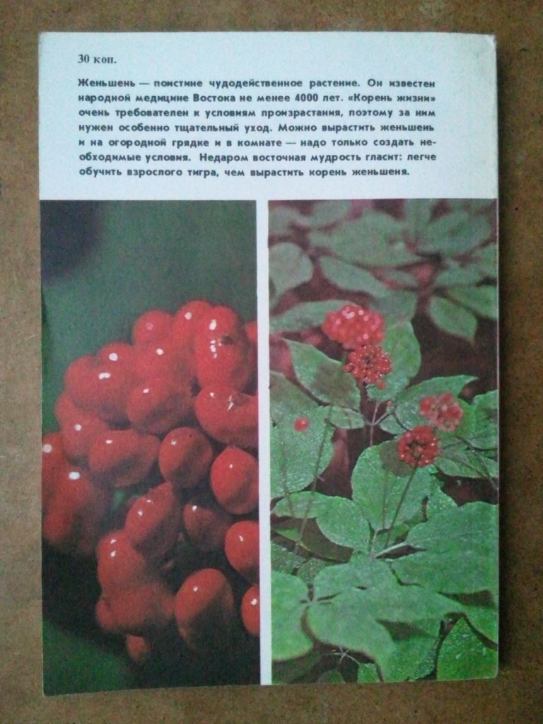 Женьшень. Биология и разведение. - фото фото фото 4