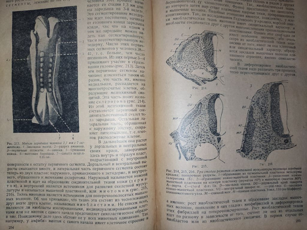 книга: ОСНОВЫ ГИСТОЛОГИИ И ГИСТОГЕНЕЗА ЧЕЛОВЕКА. Часть I. 1931г. - фото фото фото 8
