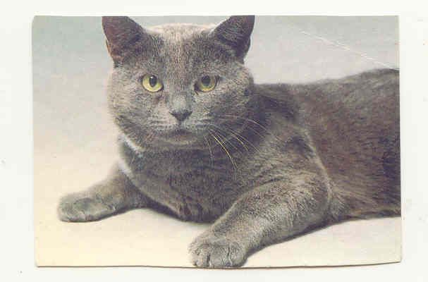 СССР 1990 Календарик  Флора Фауна Кот Кошка - фото фото фото 0