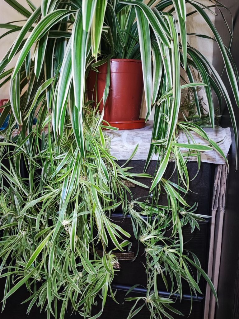 Хлорофітум Чубатий Оушен  (chlorophytum comosum ocean) - фото фото фото 3