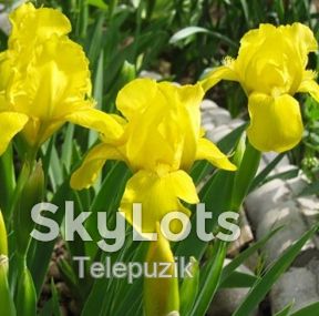 Ирисы. Цветы ирисы. Ирисы разных цветов. - фото фото фото 4