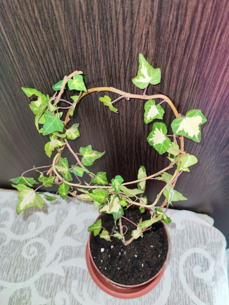 Плющ звичайний варієгатний  (hedera helix variegata) - фото фото фото 2