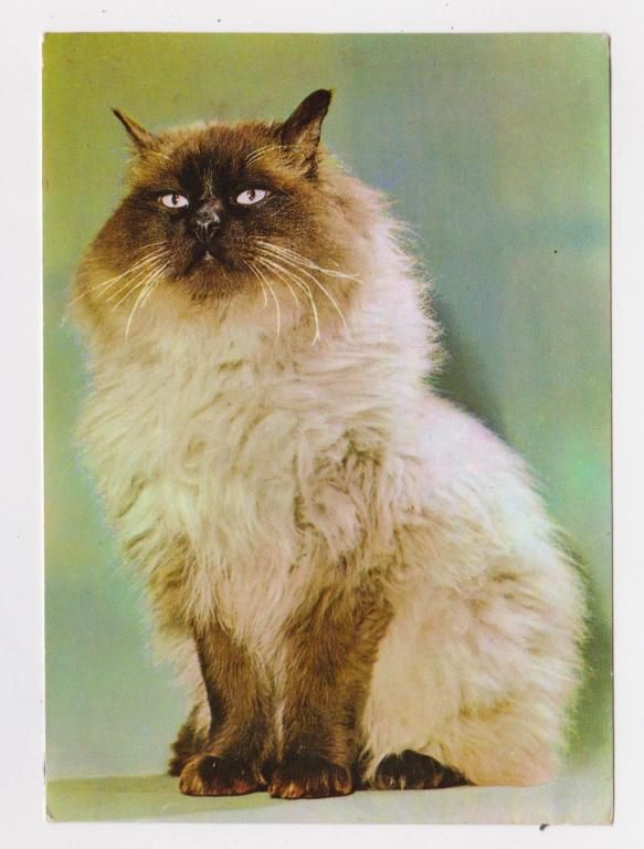 КОТ   1973  г.   ГДР - ГЕРМАНИЯ  чистая  - фото фото фото 0