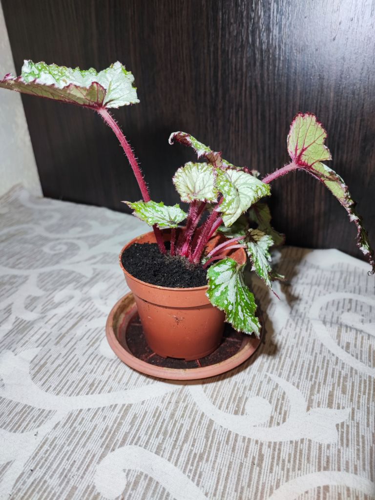 Бегонія Рекс  (begonia rex red gem) - фото фото фото 2
