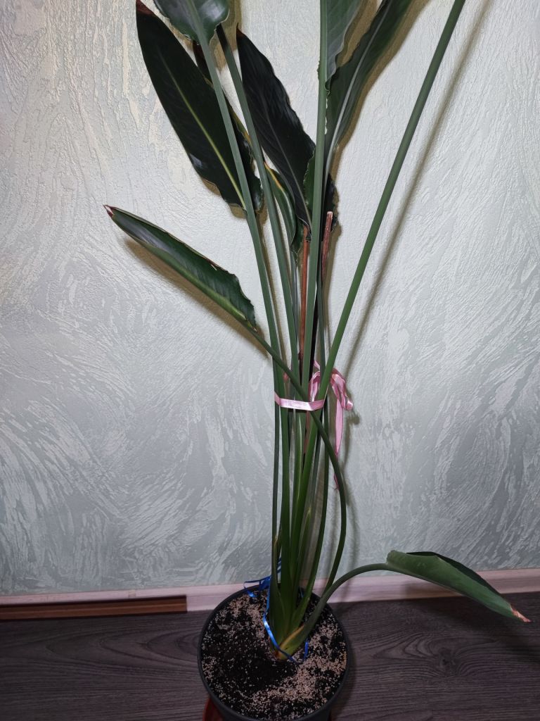 Стреліція королівська    (strelitzia reginae) - фото фото фото 3