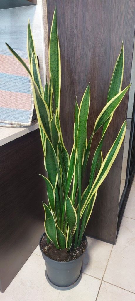 Сансевієрія трисмугова   (sansevieria trafasciata laurentii) - фото фото фото 2