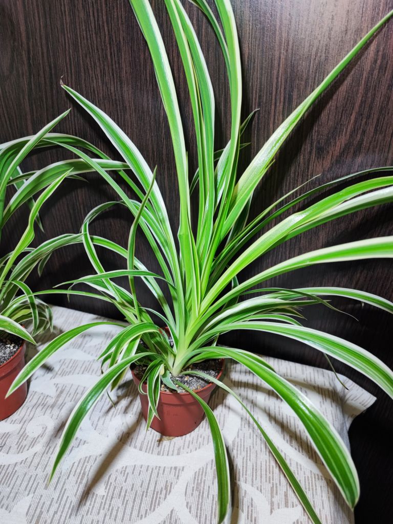 Хлорофітум Чубатий Оушен     (chlorophytum comosum ocean) - фото фото фото 3