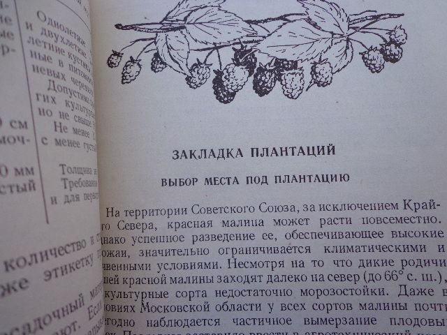 книга "Малина ежевика" - фото фото фото 5