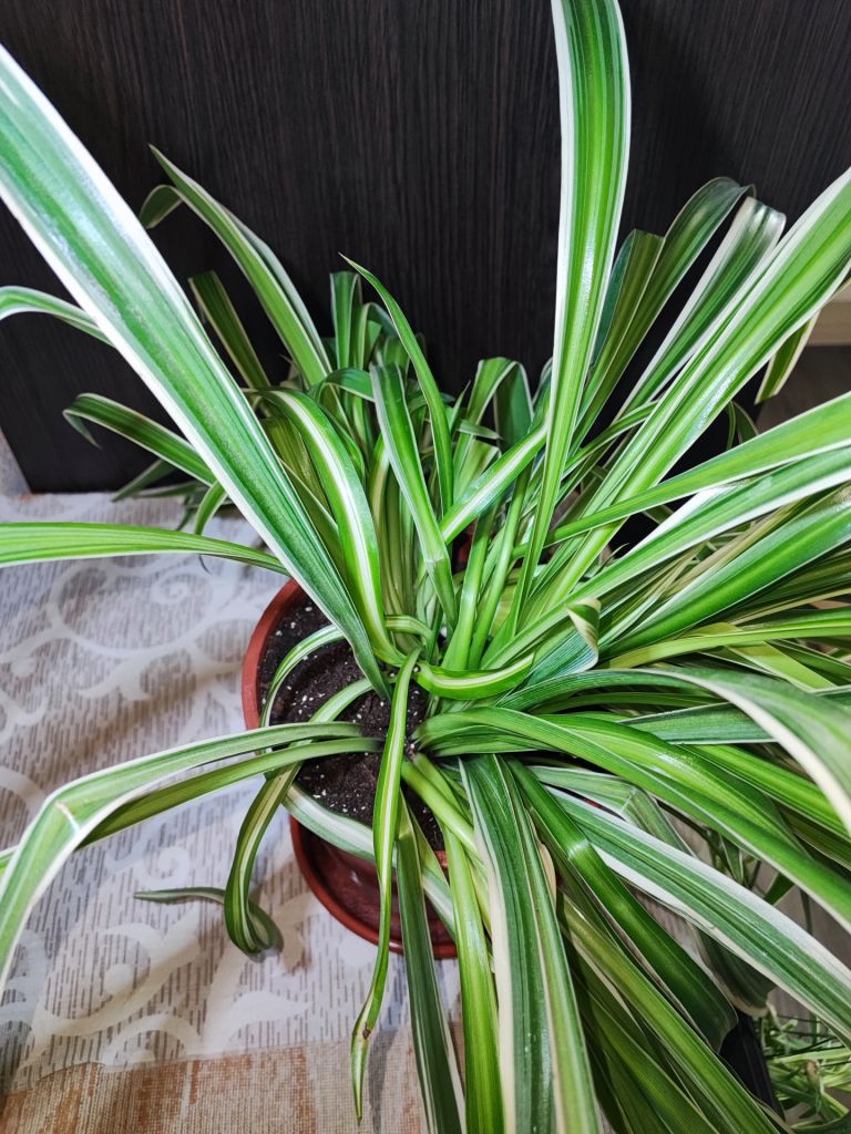 Хлорофітум Чубатий Оушен  (chlorophytum comosum ocean) - фото фото фото 2