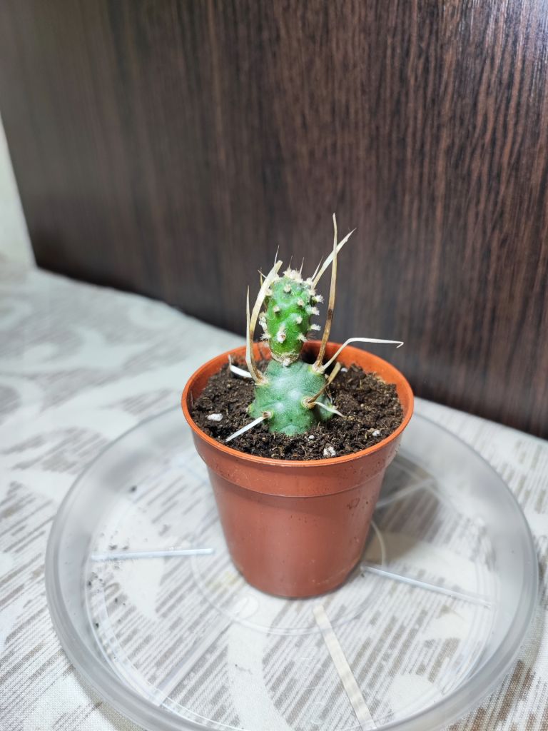 Тефрокактус артикулатус  (tephrocactus articulatus) - фото фото фото 0