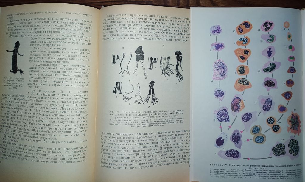 книги: ОБЩАЯ ЭМБРИОЛОГИЯ 1970. ГИСТОЛОГИЯ С ОСНОВАМИ ЭМБРИОЛОГИИ. V-е изд. 1973 - фото фото фото 14