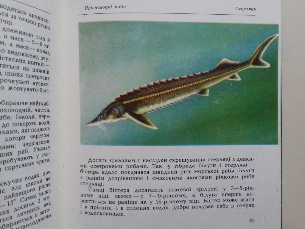 Риби наших водойм. - фото фото фото 3