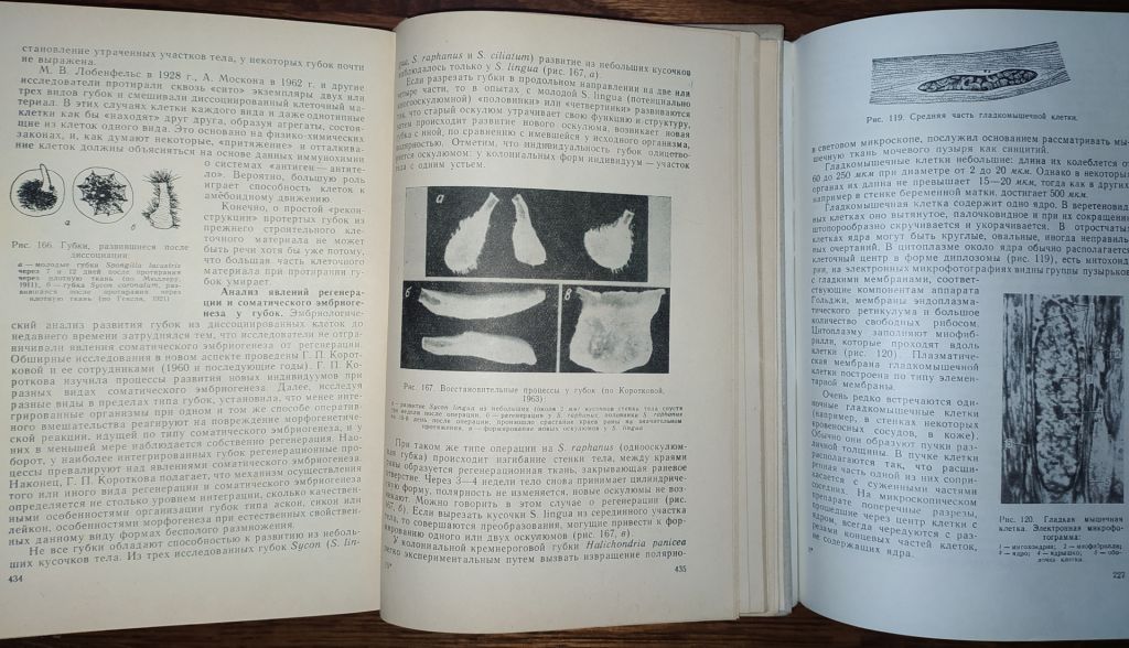 книги: ОБЩАЯ ЭМБРИОЛОГИЯ 1970. ГИСТОЛОГИЯ С ОСНОВАМИ ЭМБРИОЛОГИИ. V-е изд. 1973 - фото фото фото 12