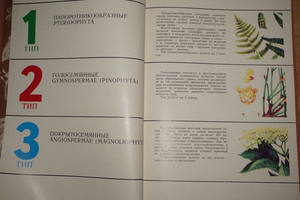 Гаммерман А.Ф., Гром И.И. Дикорастущие лекарственные растения СССР - фото фото фото 4
