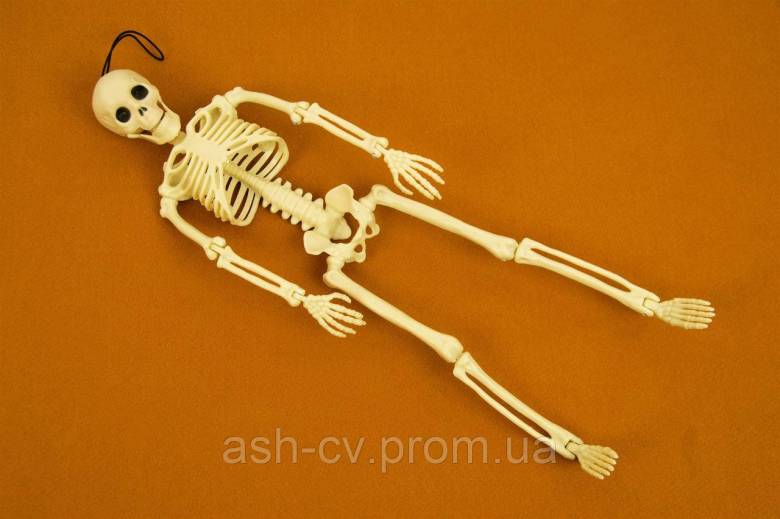 Скелет, 40 см, декорація, Halloween, Хелловін - фото фото фото 2
