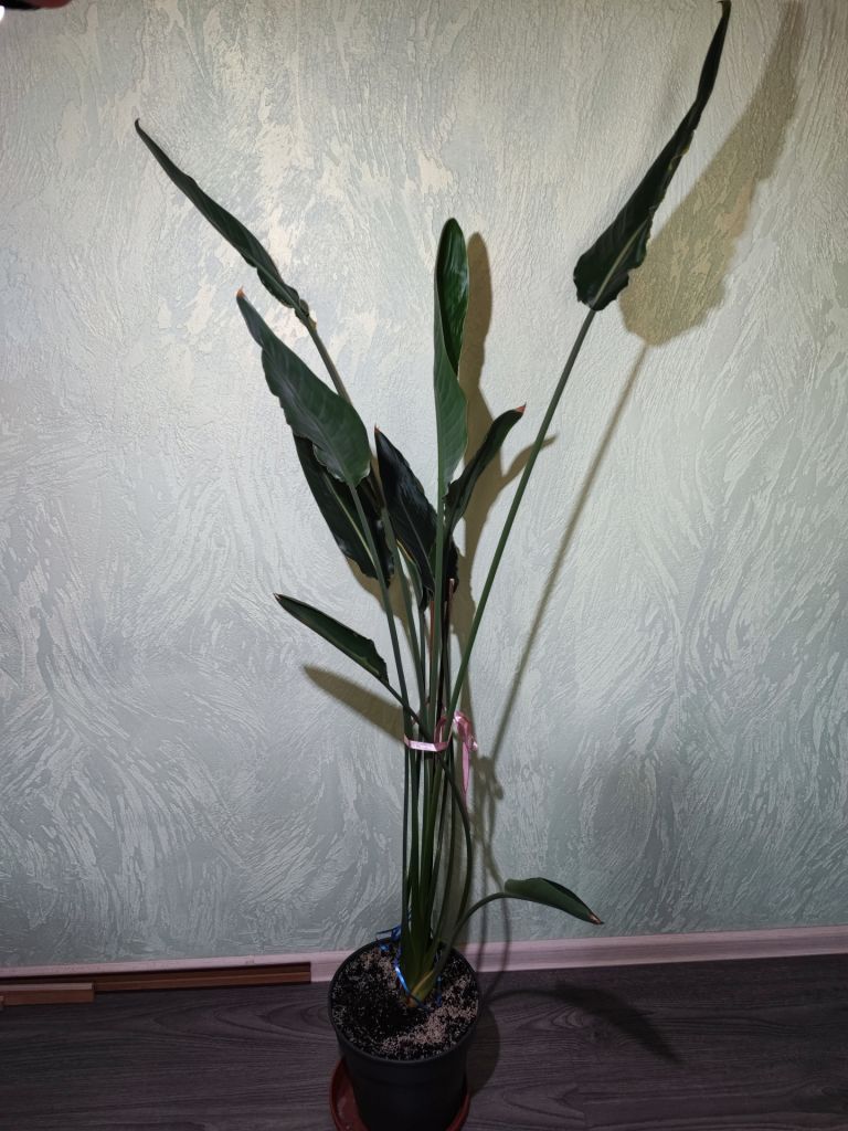 Стреліція королівська    (strelitzia reginae) - фото фото фото 0