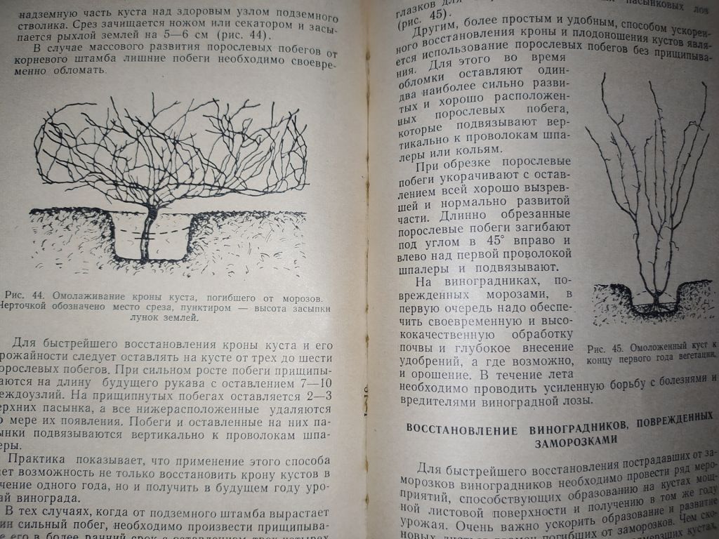 книга: СТЕПНОЕ ВИНОГРАДАРСТВО 1960г. - фото фото фото 5