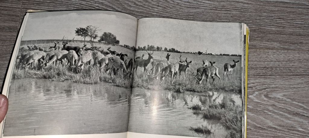Заповідник Асканія-Нова фотоальбом 1968г. - фото фото фото 4