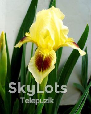 Ирисы. Цветы ирисы. Ирисы разных цветов. - фото фото фото 6